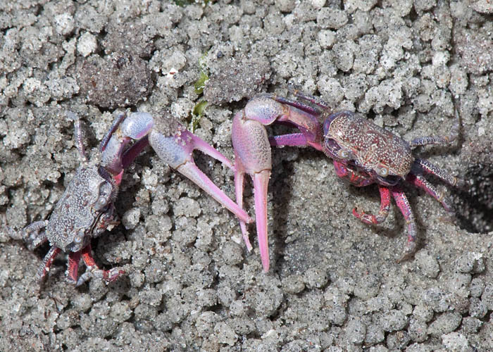 Fiddler crab